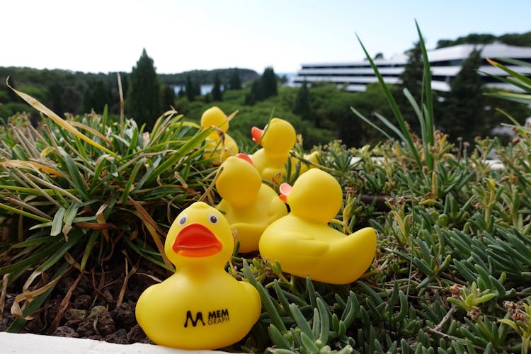 How We Got Our Ducks in a Row - Memgraph Company Retreat 2021